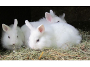 Péče a výživa zakrslých králíků - veterinární ordinace Česká Lípa