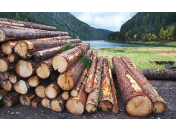 Lesnické práce, těžba, manipulace a přibližování dřevní hmoty
