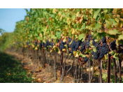 Vinařství, pěstování vinohradu, výroba a prodej vína Čejkovice, degustace vína, ochutnávka vína