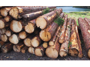 Lesnická činnost, těžba dřeva Šumperk, manipulace se dřevem pomocí vyvažovací soupravy