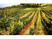 Vinařství Popela Perná, skvělé víno z vlastní vinice, výroba vína dle rodinné tradice, Vinařský dům