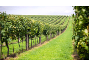 Vinařství a vinohradnictví Znojmo