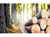 Prodej palivového dřeva Frýdek-Místek, těžba dřeva, dodávky palivového dříví, doprava dřeva