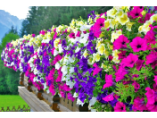 Letničky, balkonové květiny a bylinky na Vaši zahrádku i na balkon - Květinářství Kala