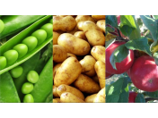 Pěstování a prodej obilovin, brambor, ovoce, zeleniny a možnost odlovu zvěře - Farma Vendolský s.r.o.
