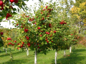 Ovocné dřeviny – prodej keřů, zakrslých, sloupovitých a vzrostlých odrůd ovocných stromů