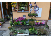 Různobarevné pokojové a balkónové rostliny a květiny pro výsadbu nejlepší jakosti