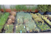 Okrasné traviny – několik druhů na zahradu i do truhlíku vhodné do stínu i na slunce