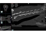 Zajištění CT vyšetření pro kočky a psy - počítačová tomografie