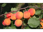 Prodej ovocných stromků a především kvalitně pěstovaných meruněk různých odrůd
