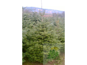 Velkoobchodní prodej vánočních stromků z plantáží - jedle, borovice, smrky