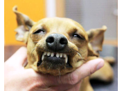 Preventivní čištění zubů u psů a koček - vyšetření zubů přispívá k jejich zdraví