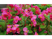 Prodej balkónových květin a osazování truhlíků - balkónové květiny plné jarních barev