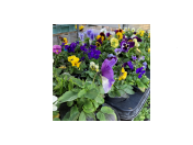 Balkonové rostliny a kytky, květiny do truhlíků Opava - muškát, maceška, surfinie, begonie a další