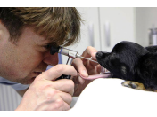 Bezbolestné veterinární vyšetření dýchacích cest včetně rentgenu psa i kočky - tracheoskopie Opava