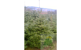 Vánoční stromky velkoobchod - objednávky od 50ti kusů