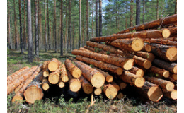 KM WOOD s.r.o., výkup dřeva, kulatiny,kmenů