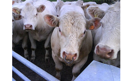 Ekologické zemědělství, chov hovězího dobytka, prodej masa