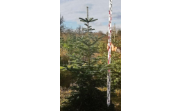 Kavkazská jedle - prodej vánočních stromů