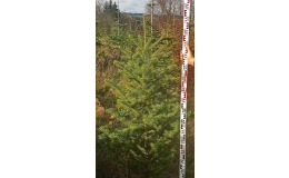 Prodej vánočních stromů rovnou z plantáže