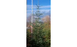 Vánoční stromek přímo z plantáže - kavkazská jedle