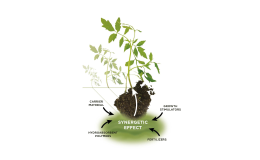 Půdní kondicionéry pro výživu rostlin, keřů a stromů pro růst rostlin synergetickou cestou