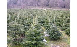 Prodej živých vánočních stromků přímo na plantáži, Valmez, Zlín