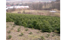 Maloobchodní prodej živých vánočních stromků na plantáži, Rožnov, Valmez