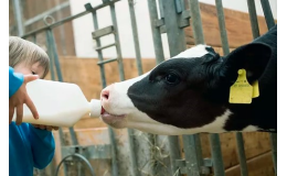 Čerstvé mléko z Farmy Tompeli v Libereckém kraji