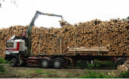 Vnitrostátní a mezinárodní přeprava dřeva