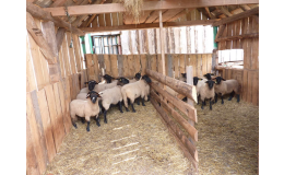 Chov ovcí, agroturistika, pěstování plodin - prodej