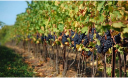 Vinařství, pěstování vinohradu, výroba a prodej vína Čejkovice