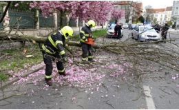 Odstranění stromu ze silnice