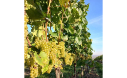 Vinařství na jižní Moravě - Víno Zmeko