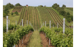 Pěstování a výroba vína v Hovoranech