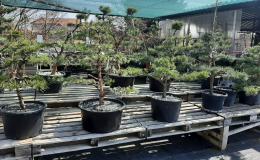 venkovní bonsaje - prodej Zlín, Fryšták