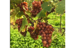 Naturální vína vyrobená z bio hroznů z bio vinic