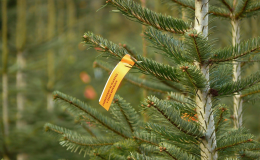 vánoční stromky vypěstované na plantáži - Rožnov, Valašské Meziříčí
