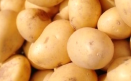 prodej sadbových brambor Zlín - Antonia polorané