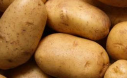 nejlepší sadbové brambory - Agria polopozdní odrůda