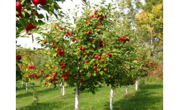 Prodej sloupovitých, vzrostlých, zakrslých ovocných stromů Lednice