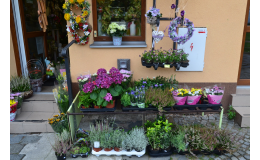 Květiny, letničky a sklalničky pro výsadbu na zahradě Prostějov