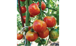 tyčková rajčata semena e-shop