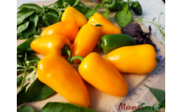 Šlechtění zeleninových osiv - papriky, ředkvičky, saláty