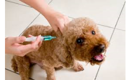 Povinné očkování psů proti vzteklině, leták