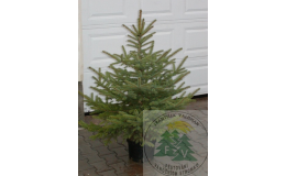 Prodej stromků na Vánoce Sušice