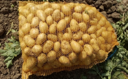konzumní brambory od pěstitele - Zlín, Otrokovice