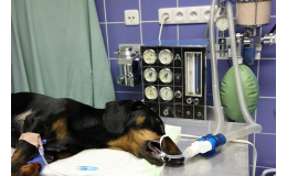 Nebojte se narkózy - nejšetrnější inhalační anestezie pro psy a kočky