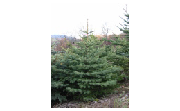 Vánoční stromky a balící sítě  Hrádek, okres Klatovy