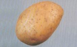 Prodej nových raných brambor Napajedla